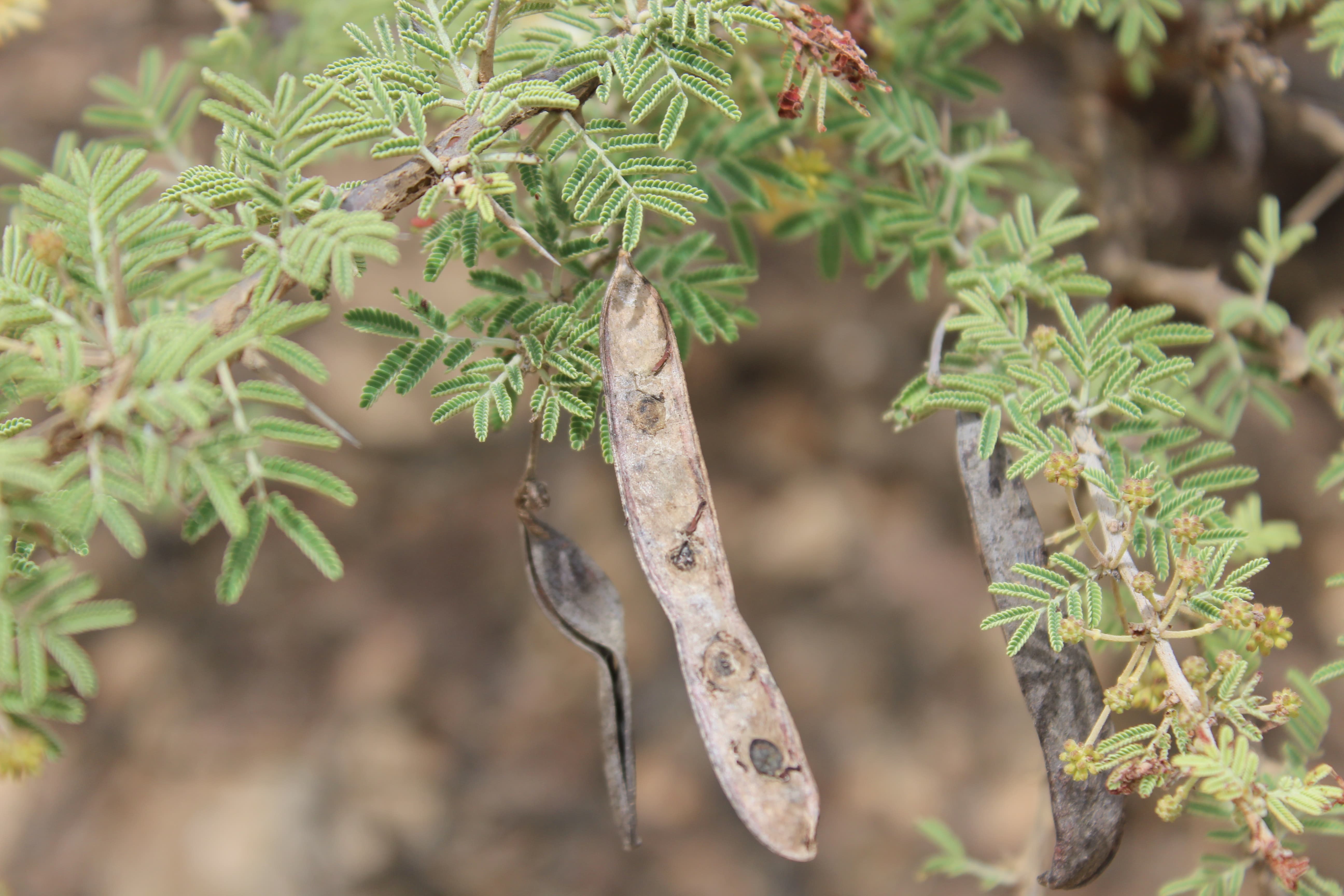 Plant Image